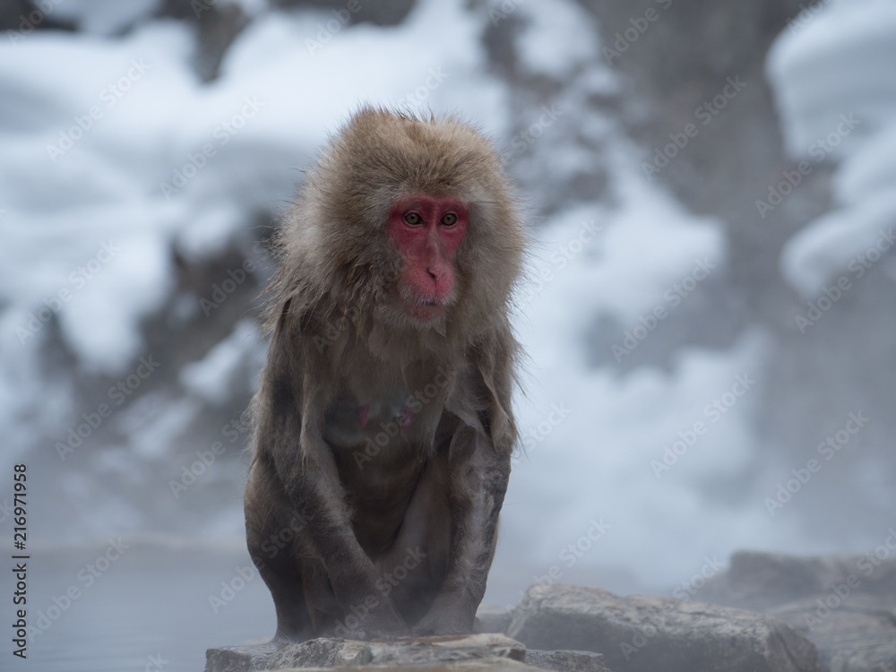 Obraz premium 地獄谷野猿公苑のお猿さん
