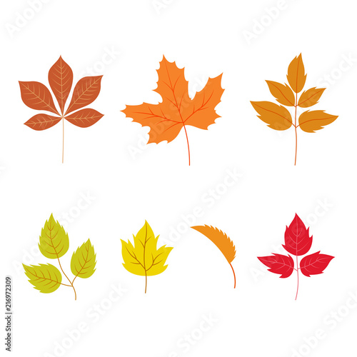 autumn leaves set, isolated on white background. vector ilustration