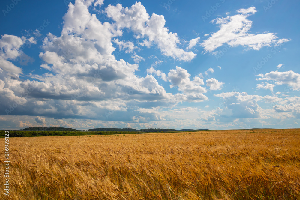 cloudy sky over golden field. rain before.