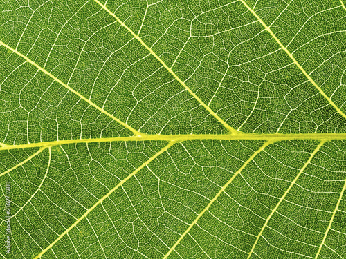 Close-up of a green leaf, leaf veins