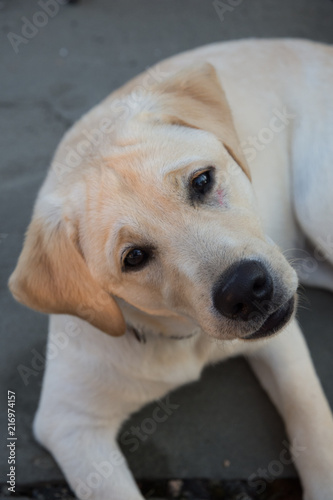 Portraits of yellow lab puppy, about five months old