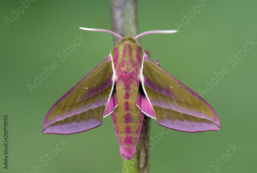 Elephant Hawk-moth on twig photo