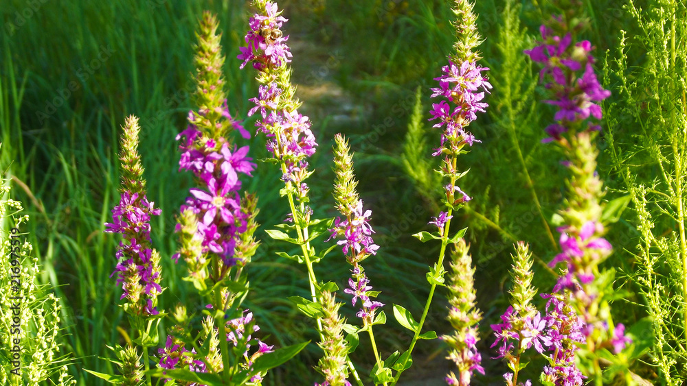 Beautiful purple flowers in the grass on the edge of the forest.