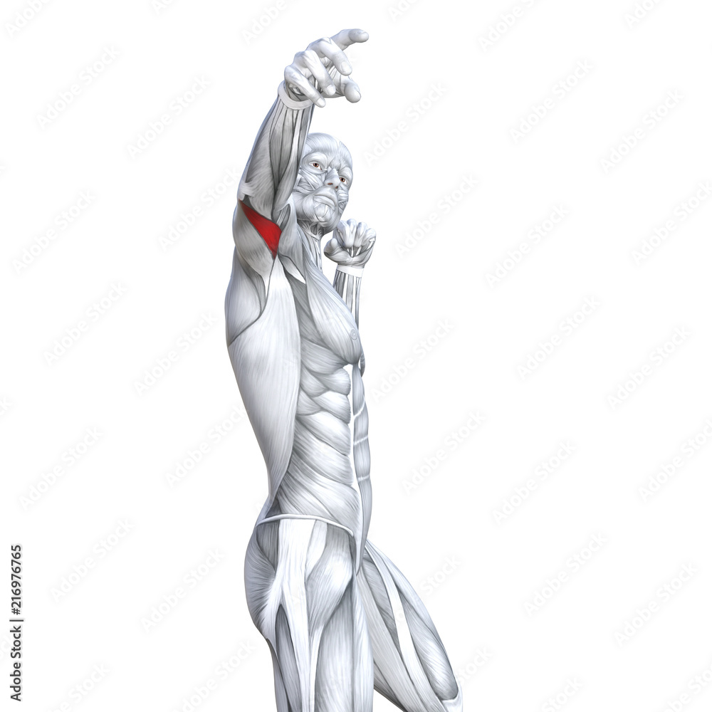 Concept conceptual 3D illustration chest fit strong human anatomy or anatomical and gym muscle isolated, white background for body health with tendons, abs, biological, fitness medical muscular system Concept conceptual 3D illustration chest fit strong human anatomy or anatomical and gym muscle isolated, white background for body health with tendons, abs, biological, fitness medical muscular system