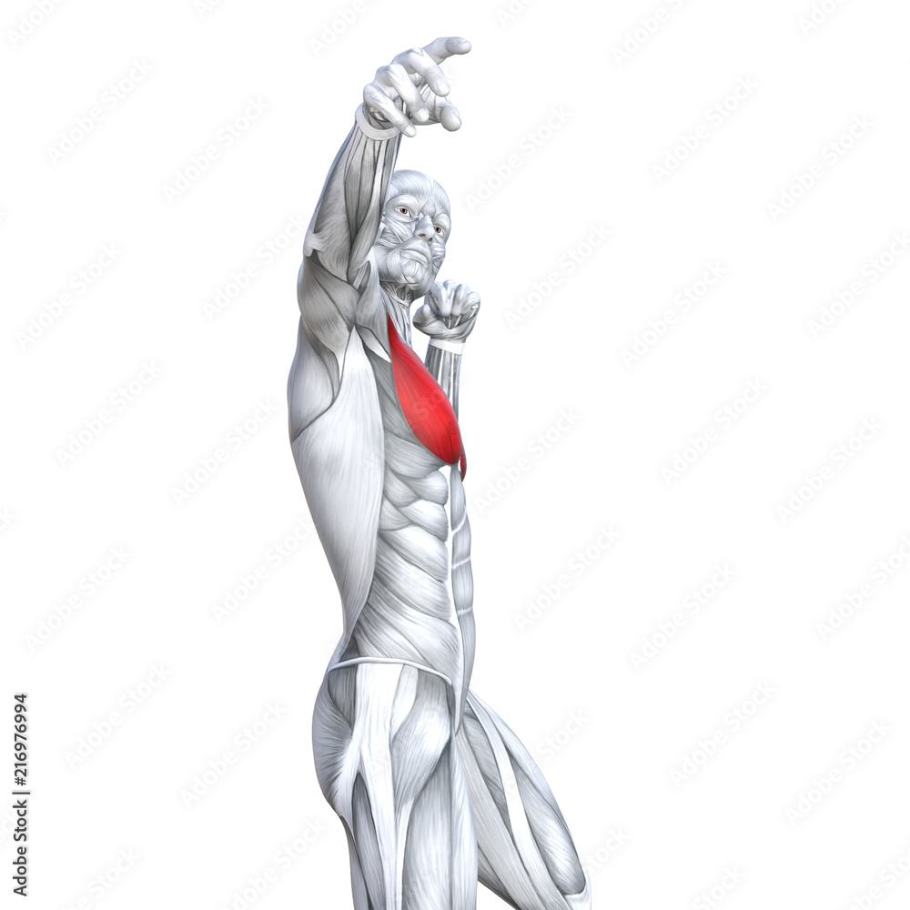 Concept conceptual 3D illustration chest fit strong human anatomy or anatomical and gym muscle isolated, white background for body health with tendons, abs, biological, fitness medical muscular system Concept conceptual 3D illustration chest fit strong human anatomy or anatomical and gym muscle isolated, white background for body health with tendons, abs, biological, fitness medical muscular system