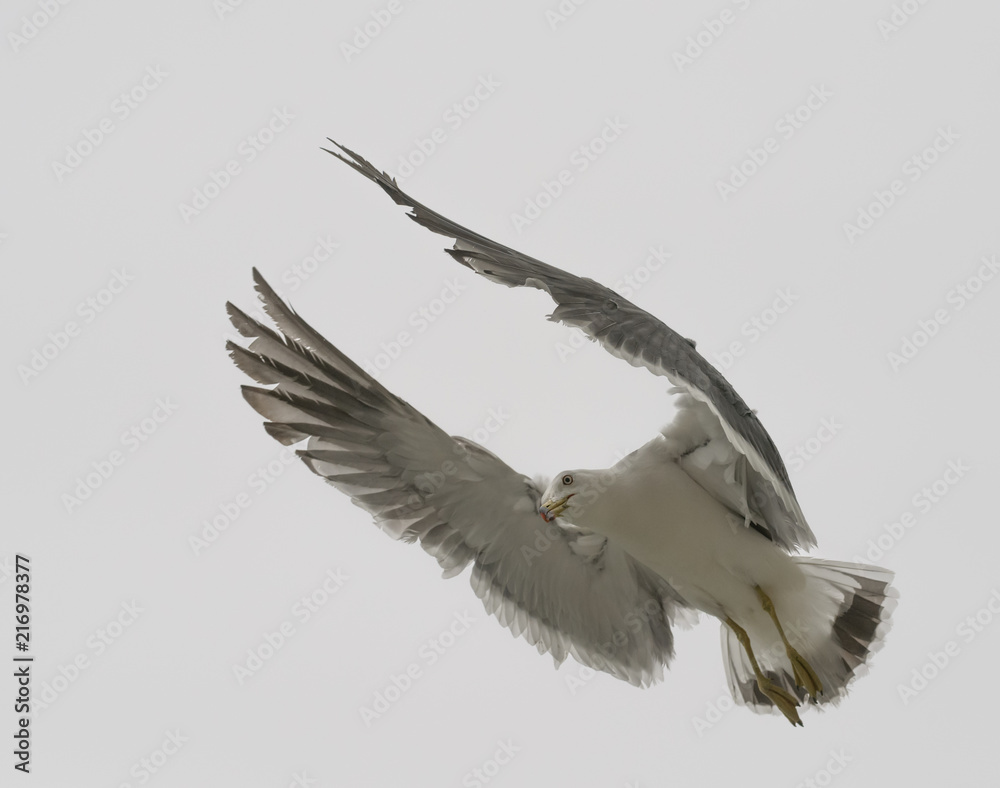 Obraz premium Flying seagull over overcast sky.