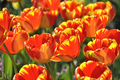 Ein buntes Tulpenbeet