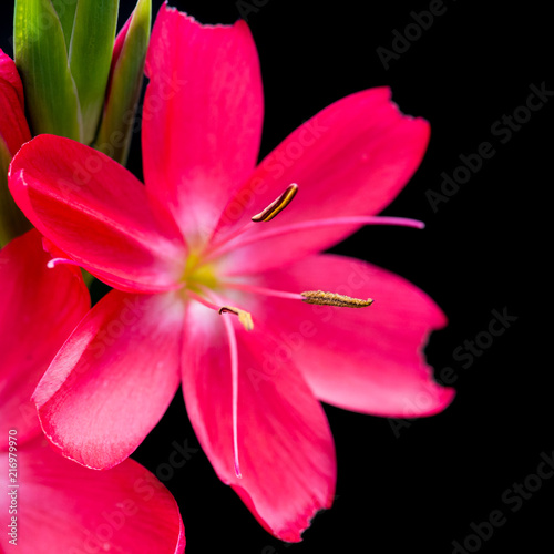 Pink River Lily