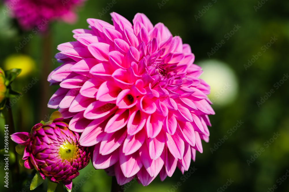 Dahlia field, dahlia in the field, pink dahlia, pick flowers for yourself Dahlia field, dahlia in the field, pink dahlia, pick flowers for yourself