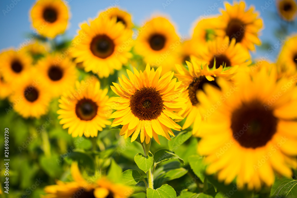 Sunflowers, sunflower field, flowers for picking Sunflowers, sunflower field, flowers for picking