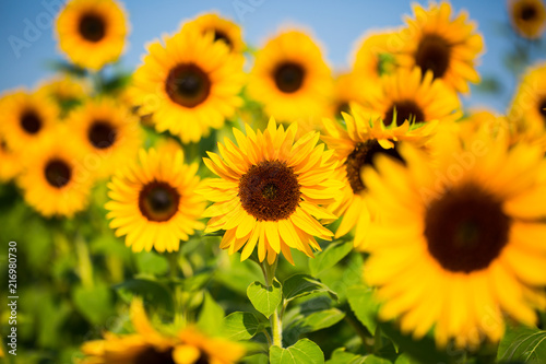 Sunflowers, sunflower field, flowers for picking