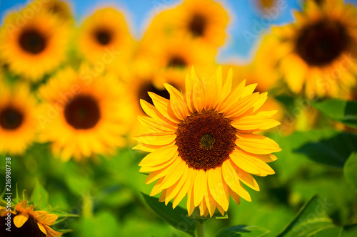 Sunflowers  sunflower field  flowers for picking