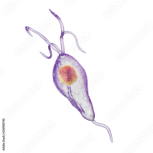 Trichomonas vaginalis protozoan isolated on white background, 3D illustration. A parasite causing trichomoniasis, sexually transmitted infection in men and women photo