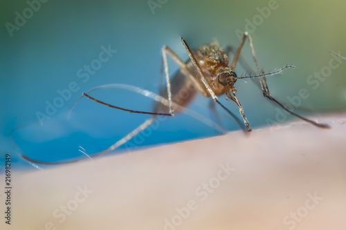 mosquito on my skin closeup