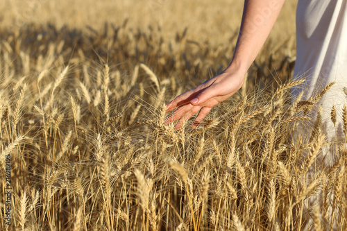 A field of ripe wheat and a blue sky and a female hand. It s time to harvest the bread.