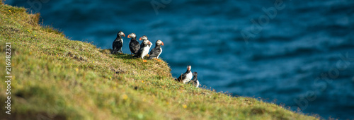 Puffin, Heimaey coast, South Iceland photo