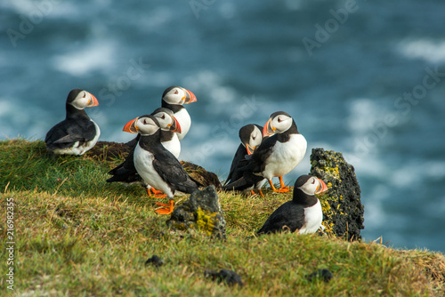 Canvas Print Puffin, Heimaey coast, South Iceland