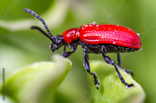 small insect red lily beetle in my spring garden season