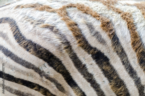 Zebra pattern, Jihlava zoo, Czech republic