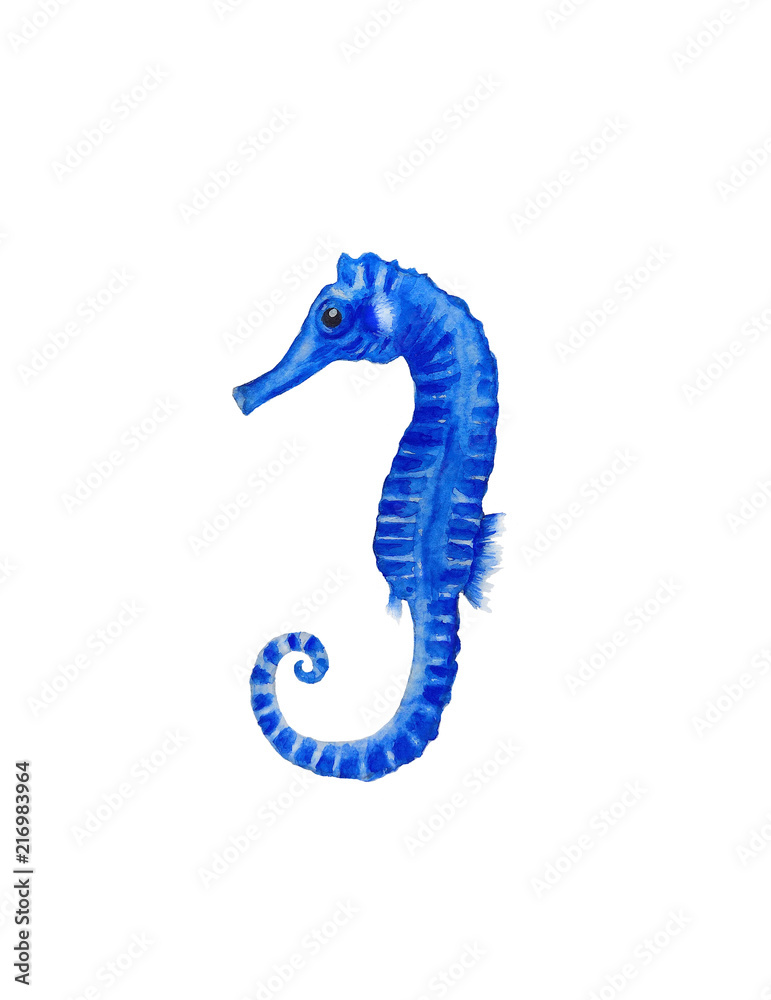 Fototapeta premium Sea horse watercolor