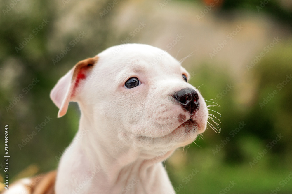 lovely portrait of a cute red and white amstaff puppy  