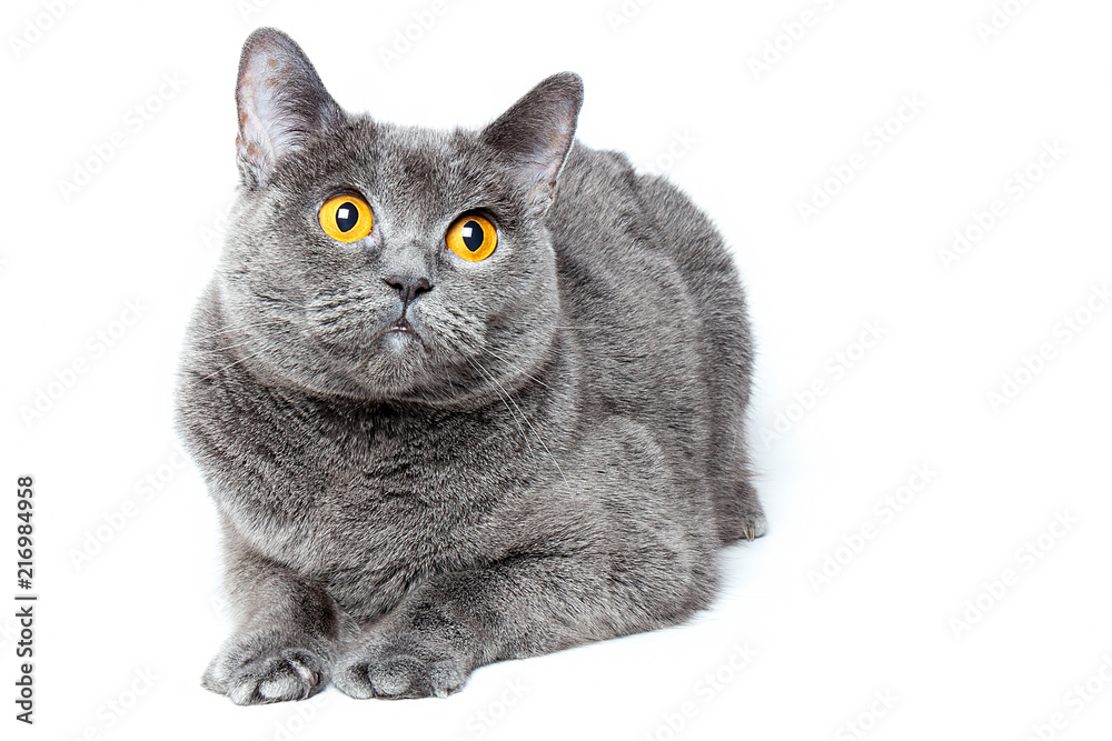 British shorthair gray cat with big wide open orange eyes on a white background.