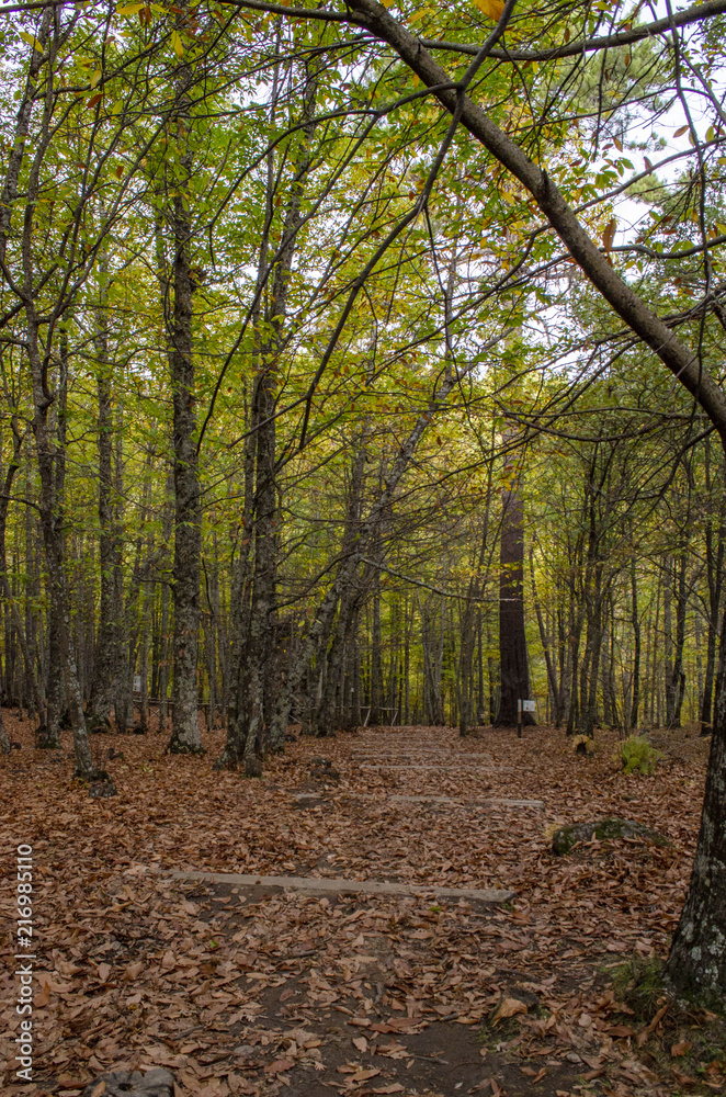 Paisaje de otoño en el área conocida como Paisaje de otoño en el área conocida como