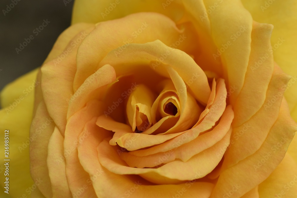 Beautiful stunning yellow rose in the garden Beautiful stunning yellow rose in the garden