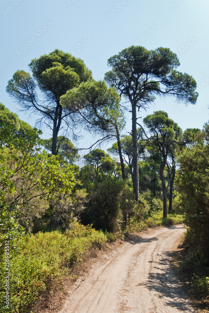 Sandy path through pine tree forest near Koukounaries beach, morning at Skiathos island, Greece