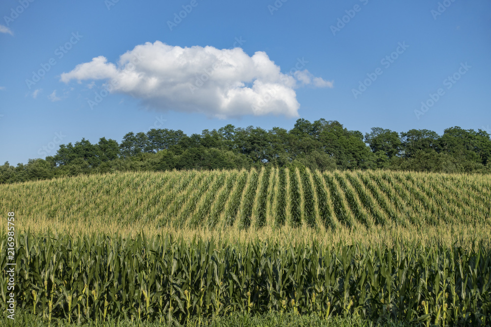 Curving Cornfield with Summer Sky Curving Cornfield with Summer Sky