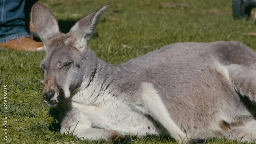 Slow motion of a lazy, very cool, adult Kangaroo resting/sun bathing on lawn and enjoying life while someone walks past in background - close up at 125fps Slow motion of a lazy, very cool, adult Kangaroo resting/sun bathing on lawn and enjoying life while someone walks past in background - close up at 125fps