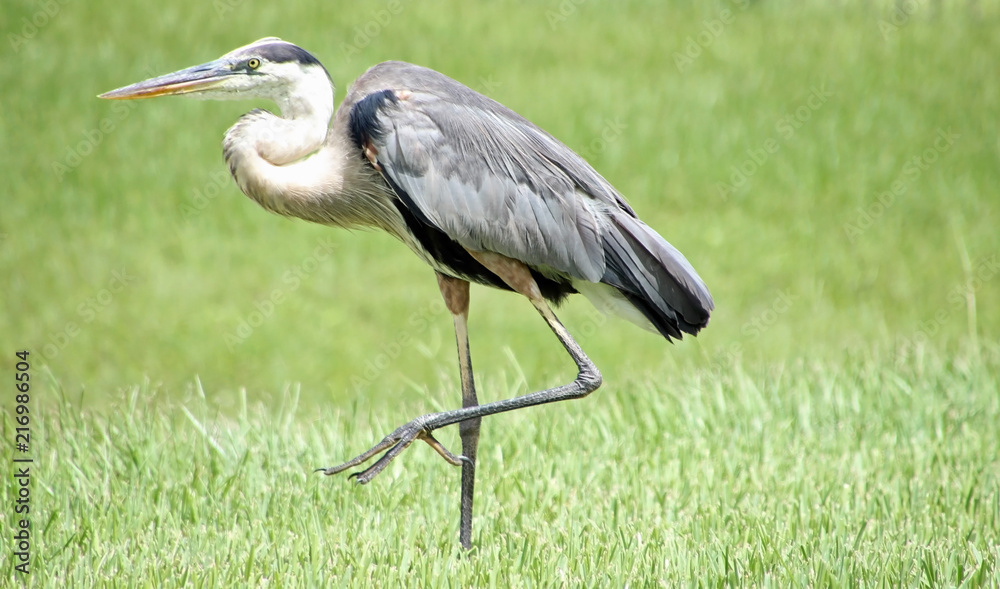 Fototapeta premium Tropical long necked heron walking across my backyard this morning.
