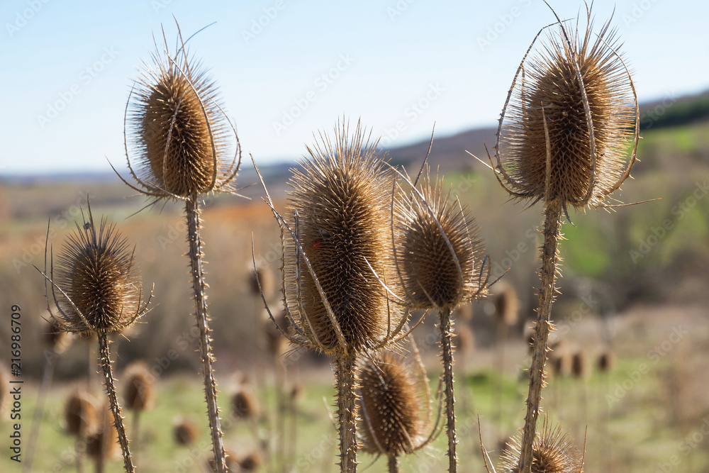 Obraz premium Cardos Secos sobre Paisaje Desenfocado