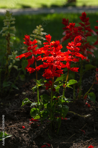  Flor Salvia roja en Jardín