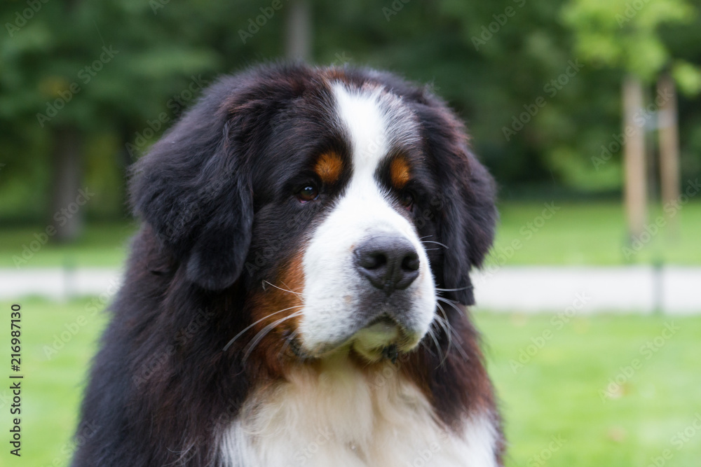 Bernese mountain dog outside in beautiful park. Bernese mountain dog outside in beautiful park.