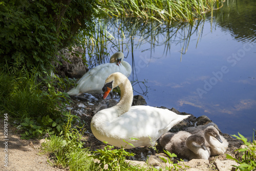 Fotografie Schwäne am Lilypond in der Nähe von Stackpole in Wales