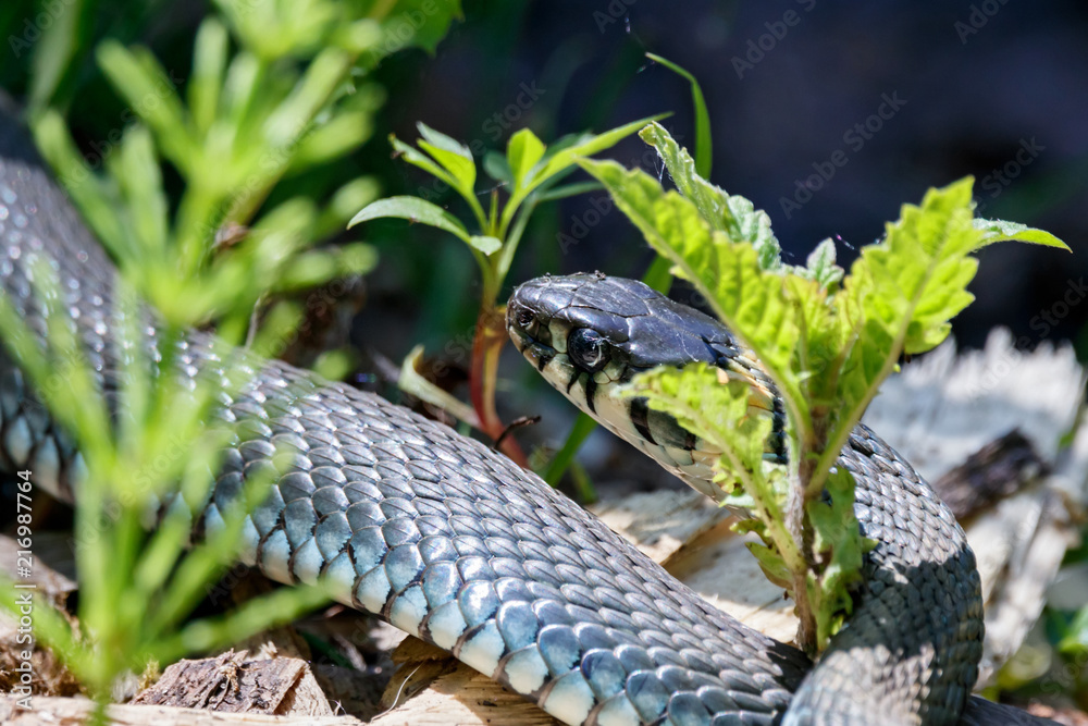 Obraz premium Grass snake on ground in forest. Cute friendly reptile.