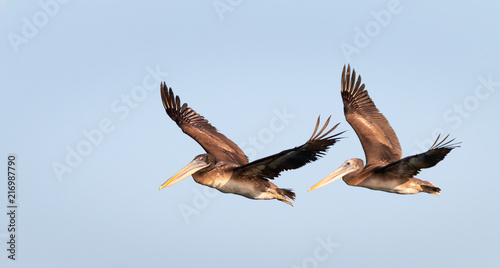 Couple of brown pelicans in flight