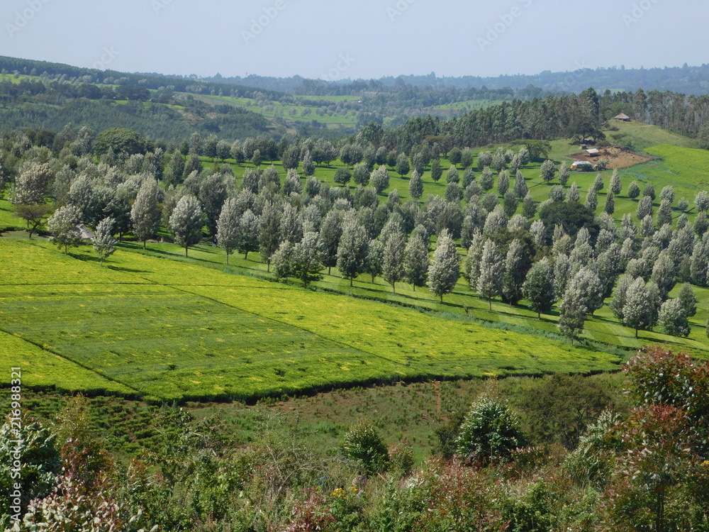 Tea Plantations Kericho County Kenya 