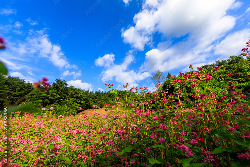 Buckwheat flowers of korea