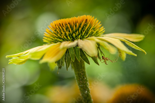 Gelber Sonnenhut mit Spinne photo