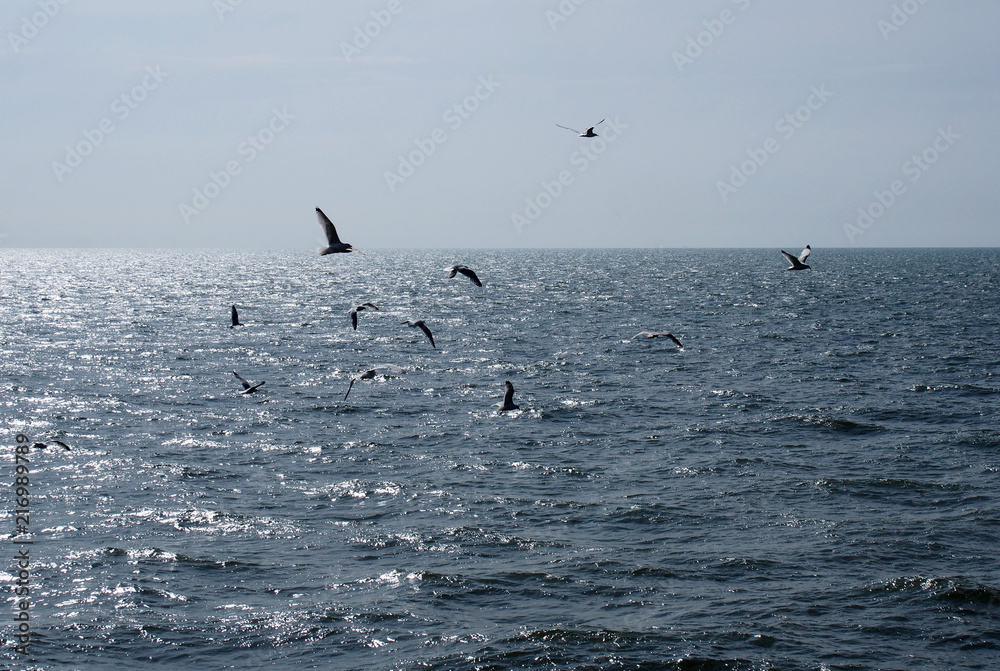 Naklejka premium wide panoramic image of seagulls flying over a calm sunlit summer sea with clear blue sky