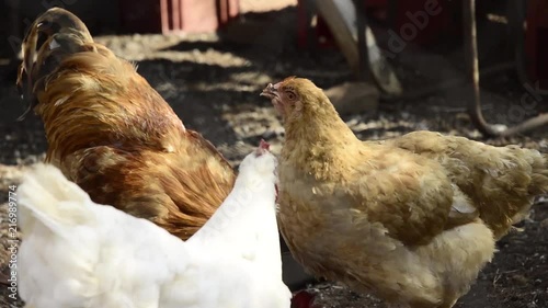Chicken feeding Close