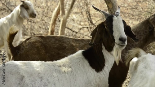 Goats close
