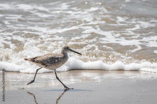 Φωτογραφία Willet on a seashore