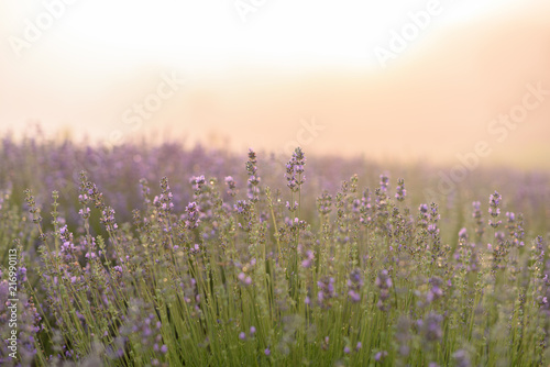 Fields of lavender flowers at sunrise 