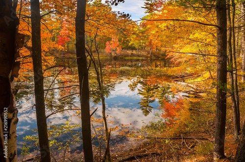 A calm lake in the forest with brightly colored autumn trees and reflections in the water. USA. Maine.  