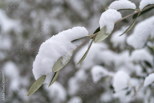 Snow-covered olive branch