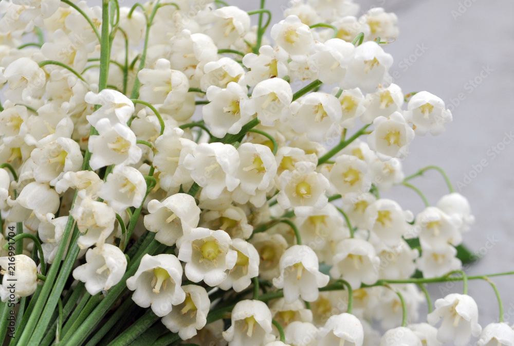 beautiful white forest lily of the valley beautiful white forest lily of the valley