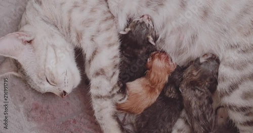 Closeup mother cat feeding her newborn four cute kittens